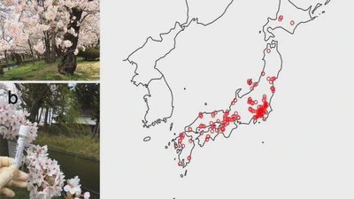 Collaborative environmental DNA sampling from petal surfaces of flowering cherry Cerasus × yedoensis ‘Somei-yoshino’ across the Japanese archipelago featured image