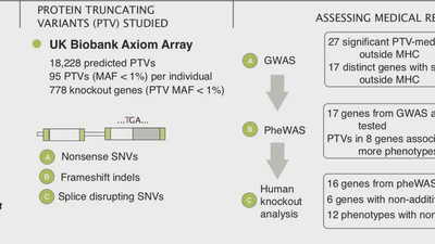 Medical relevance of protein-truncating variants across 337,205 individuals in the UK Biobank study featured image