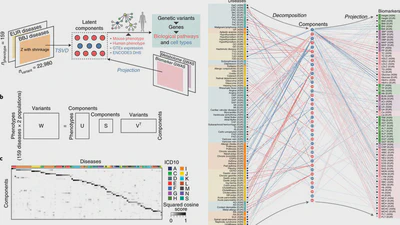 A cross-population atlas of genetic associations for 220 human phenotypes featured image