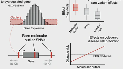 Integration of rare expression outlier-associated variants improves polygenic risk prediction featured image