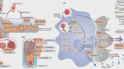 A second update on mapping the human genetic architecture of COVID-19 featured image