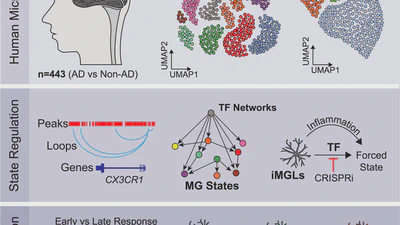 Human microglial state dynamics in Alzheimer's disease progression featured image
