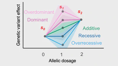 A polygenic score method boosted by non-additive models featured image